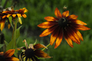 Daisy with bee